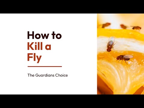 3 Ways to Kill a Fly | The Guardians Choice