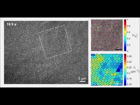 Hierarchical self-assembly of 3D lattices from polydisperse anisometric colloids