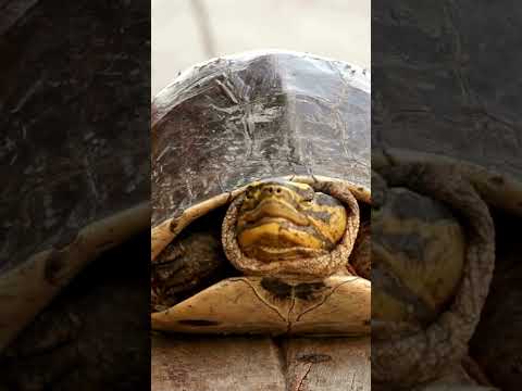 Why do turtles hide in their shells?