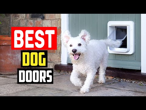 ✅Top 5 Best Dog Doors Reviews in 2023