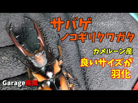 サバゲノコギリクワガタ　良いサイズが羽化　#クワガタ