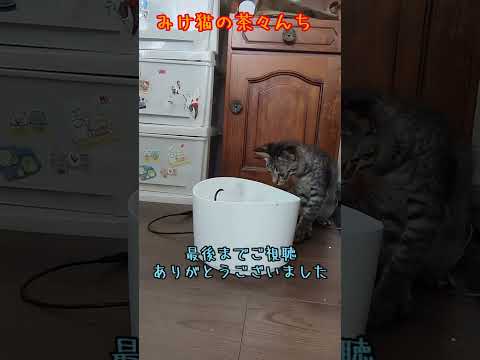 子猫と給水器　#子猫#保護猫#cutecat#猫の居る暮らし