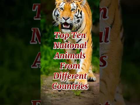 Top Ten National Animals From Different Countries 2024 #nationalanimals #top10 #nationalanimal