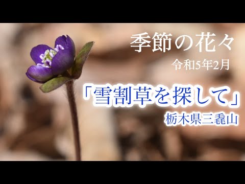 【季節の花々】2月　雪割草を探して　三毳山　栃木県栃木市・佐野市