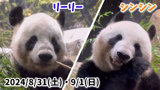 【リーリー＆シンシン🐼】〜2024/8/31(土)・9/1(日)の様子🌿上野動物園〜