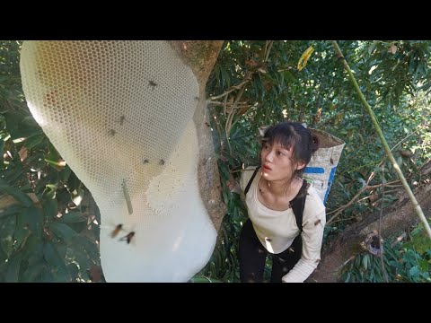 Brave young girl Harvesting honeycomb in the forest - Would 1 million bees attack people?