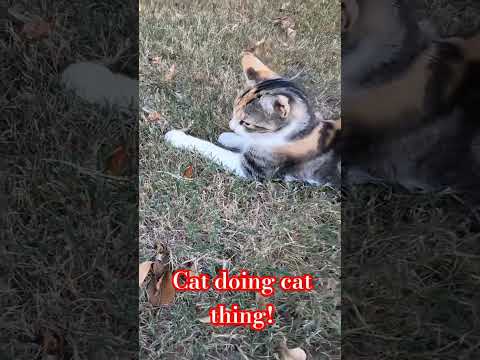 Cat doing cat thing! #cat #notrat #lizard #hunting