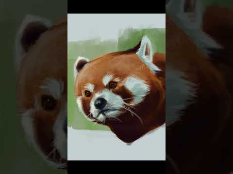 A quick red panda painted in Photoshop