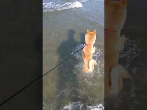 初めての海に大感激する犬🐶 (Shiba Inu first sea)