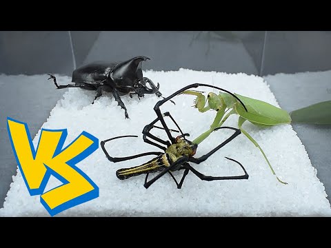 Mantis vs spider vs beetle 螳螂vs蜘蛛vs独角仙