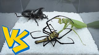 Mantis vs spider vs beetle 螳螂vs蜘蛛vs独角仙