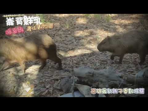 崙背鮮乳x壽山動物園聯名鮮乳