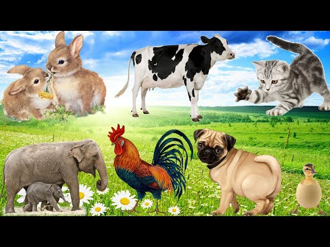 Animals around us: Dogs, Cats, Chickens, Rabbits, Ducks... Familiar animals