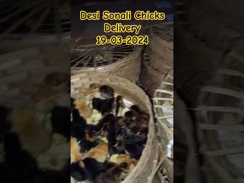 Sonali Chicks Delivery 🚚#desipoultryfarming #chicken #sonalimurgipalan 8085888263 WhatsApp