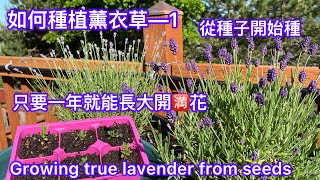 【如何種植薰衣草】只要有耐心一年就能長大開🈵️花How to grow lavender from seeds