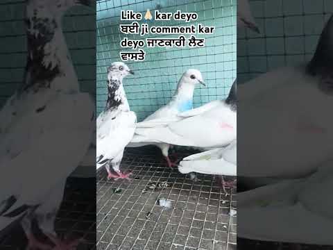 #pigeon#baziWale ਕਬੂਤਰ#kabutarstatus#viral  #tranding#pigeonlover#youtube #shortvideos