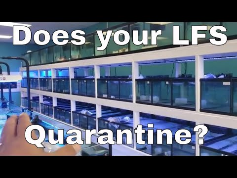 What to look for when buying fish at your LFS