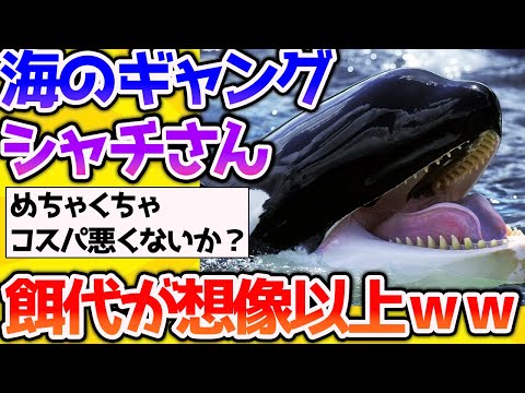 【2ch動物スレ】シャチの餌代が思ったより高すぎたｗ【なんj】 #生き物 #2ch