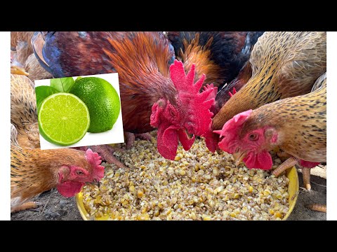 fattening adult chickens - simple formula - treating chicken eye pain - chicken farm