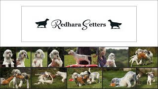 English Setter Puppies UK