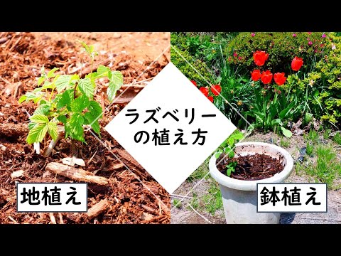 【ラズベリー(フランボワーズ)raspberryの植え方】解説・鉢植え・地植え