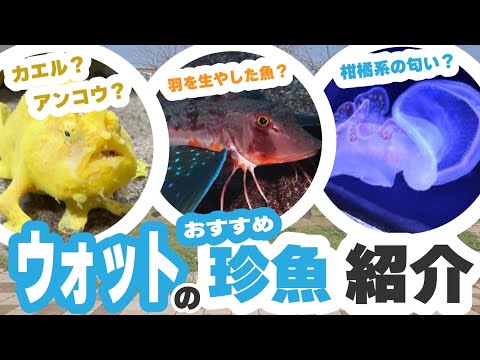 珍魚がたくさん！◯◯を諦めた魚とは一体⁉︎【ウォット②】