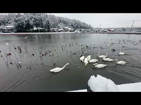 長嶺大池の白鳥さん