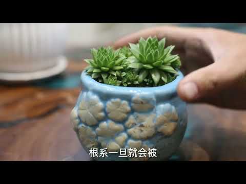 园艺师教你认识，为什么是多肉植物？