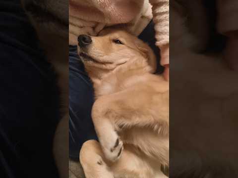 寝る前にママに甘えるゴルパピ#ゴールデンレトリバー仔犬 #癒し #愛犬