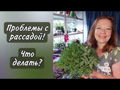 Самые частые ПРОБЛЕМЫ С РАССАДОЙ | Ответы на вопросы | Сад для души