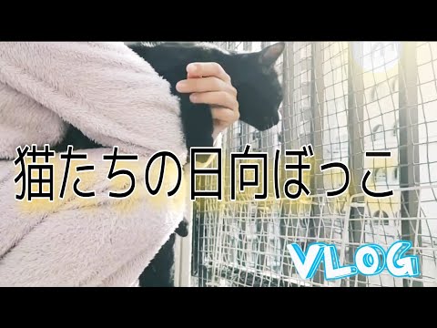 【猫動画Vol.3】 都会の猫たちの日向ぼっこ