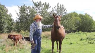 Old MacDonald Had a Farm in English (Real Animals)