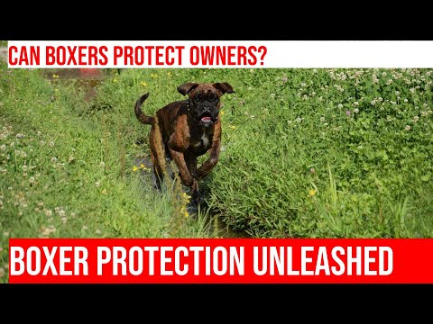 Train Your Boxer for Protection: Tips & Techniques