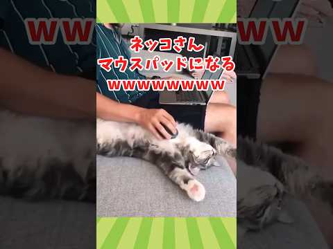 ネッコの動画見て癒されたら寝ろwww　#2ch動物スレ #動物 #猫 #shorts #2ch