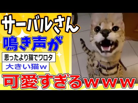 【2ch動物スレ】サーバルさん、可愛さが限界突破ｗｗｗ #2ch面白いスレ #2ch動物スレ