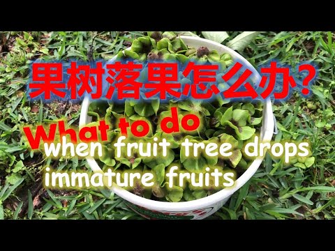 果树掉果怎么办？ What to Do When Fruit Tree Dropps Immature Frutis