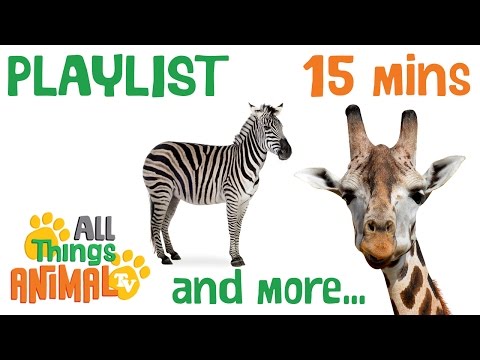 * TOP 8 AFRICAN ANIMALS * | Playlist For Kids | All Things Animal TV