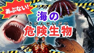 【海の危険生物】赤ちゃんから大人まで楽しめる！危険な生き物が大集合！