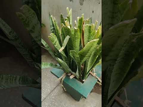 snake plant ke fayde /  best indoor plant ☘️ | #shorts #snakeplant