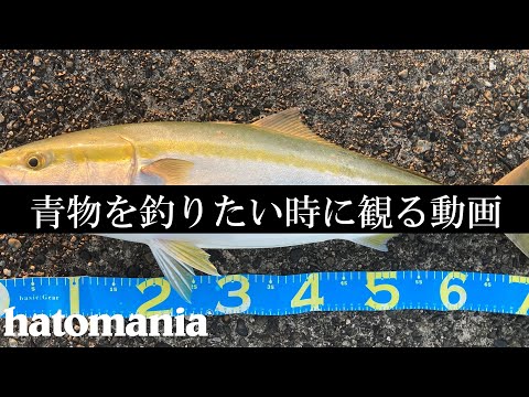 ノマセこそ至高の釣り【10月中旬・泉佐野一文字】Blue-backed fish