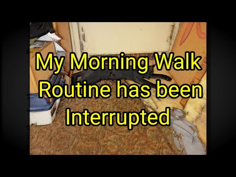 (1535) My Morning Walk Routine has been Interrupted 🐈‍⬛