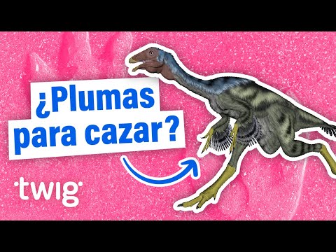 ¿Cómo ayudaban las plumas a que los dinosaurios cazaran? | Twig Science Reporter