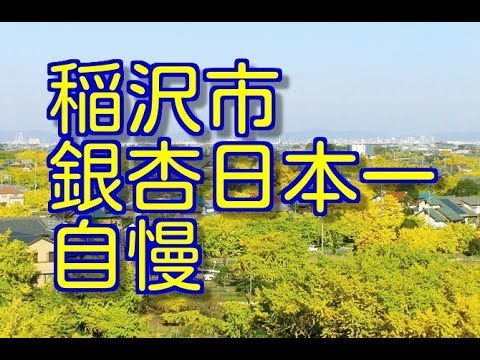 稲沢市  inazawa c 岐阜県境　信長生誕地　銀杏日本一　自慢