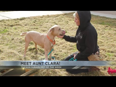 Tucson Subaru Pet of the Week: Meet Aunt Clara