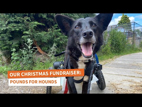 Our Christmas Fundraiser: Pounds for Hounds