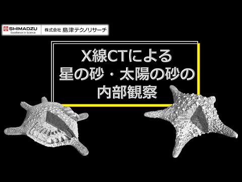 X線CTによる星の砂と太陽の砂の内部観察