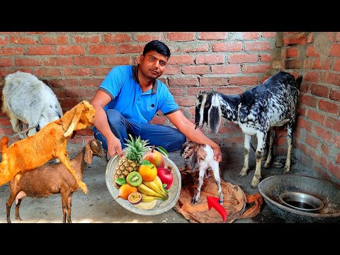 बच्चा देने के तुरंत बाद बकरी को क्या खिलाए | 10 बकरी से कितनी कमाई होती है | 10 goat farming profit