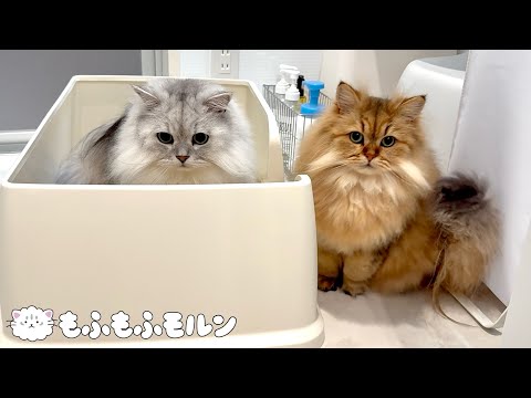 もふもふ猫兄妹の年末大掃除 【サイベリアン】