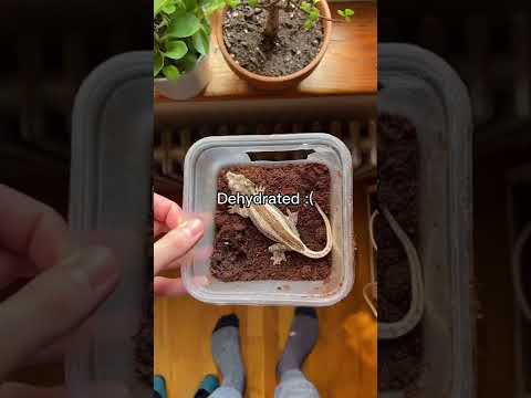 Save your reptiles life with simple container