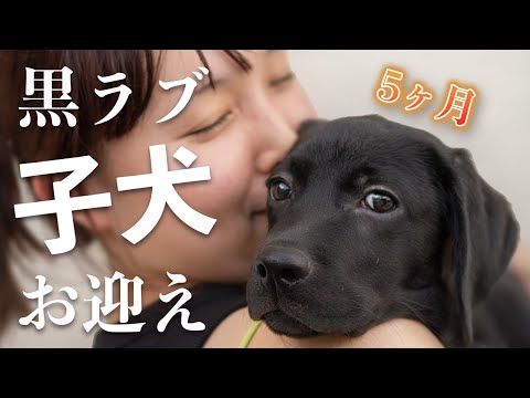 【ラブラドールレトリバー 子犬】黒ラブの子犬を家族に迎えた。コーギー2匹とラブ1匹で家の中がカオスすぎる。